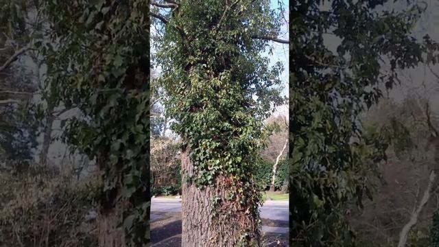 ЗИМА,А ВСЕ ЦВЕТЕТ...БОРЬБА С ПЛЮЩЕМ...(8) смотреть онлайн