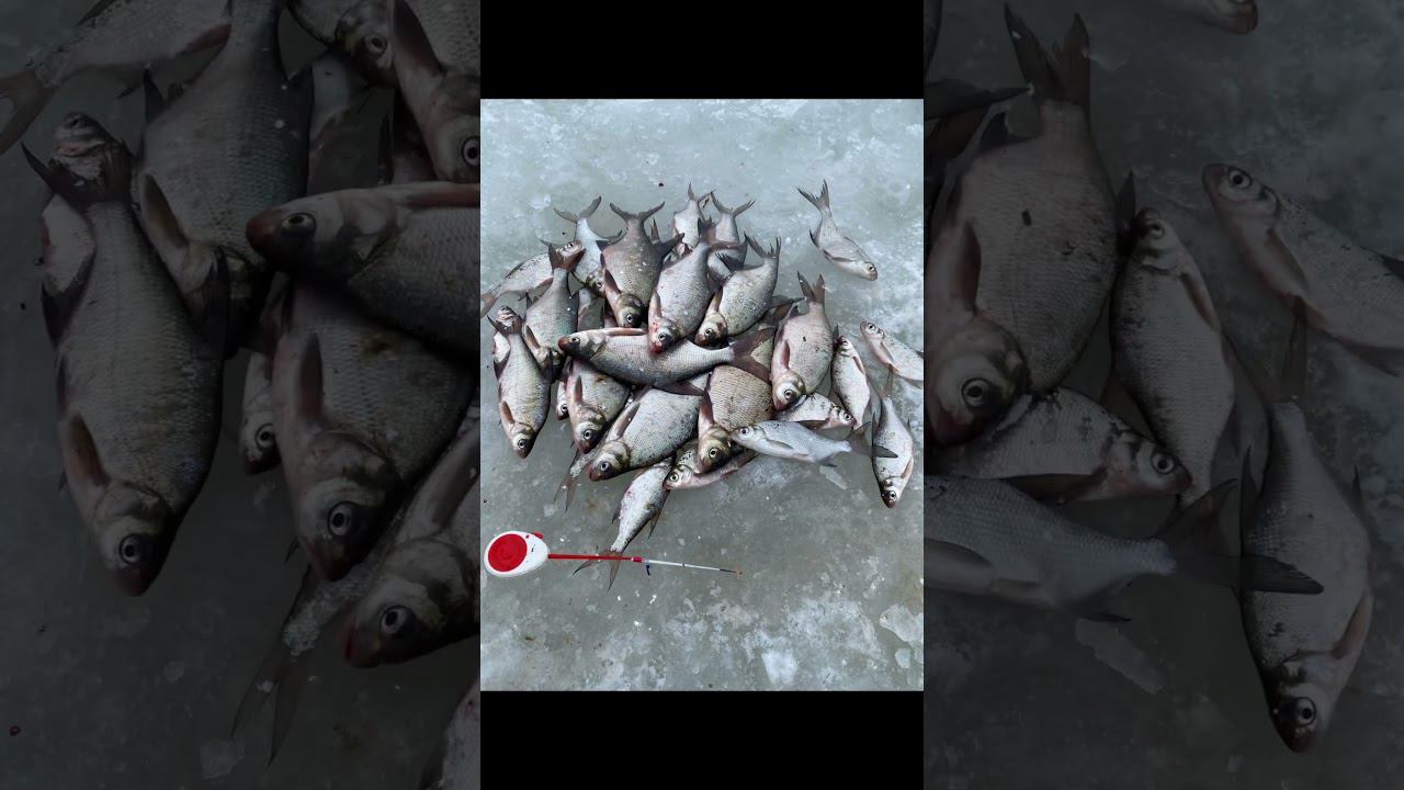 Мормышка на которые ловят спортсмены #рыбалкакстово #первыйлёд #плотва #зимняяудочка смотреть онлайн