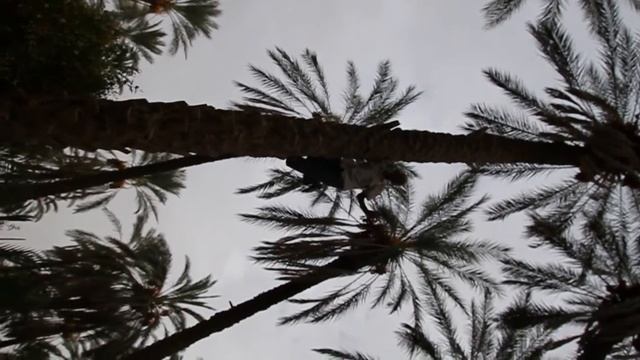 Сборка фиников в Тунисе (08.09.2010) смотреть онлайн