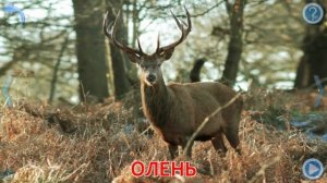 Малыш учит животных. Играем вместе. Игрушки и игры с детьми.