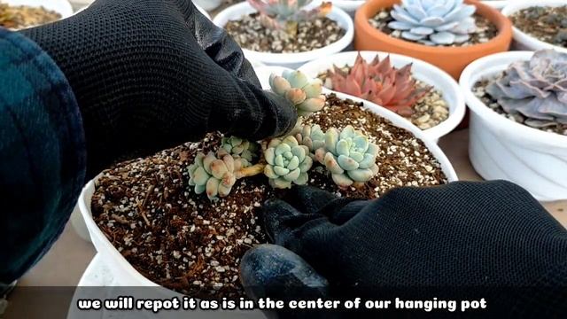 SUCCULENT MISTAKE TO AVOID WHEN REPOTTING SUCCULENTS • SEDUM CLAVATUM |Succulent Care Tips 다육식물 多肉植