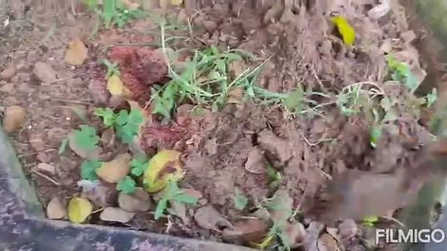 Madhukamni plant me pure saal flower pane ke liye kya kare ??How to get more flower in Murraya plan смотреть онлайн