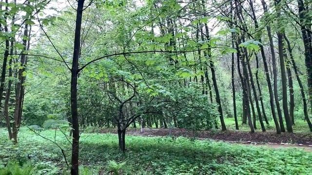 Исцеление природой. Живой звук Кисловодского парка смотреть онлайн