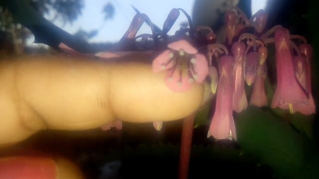 SUCULENTA: Kalanchoe Laetivirens FLORAÇÃO. смотреть онлайн