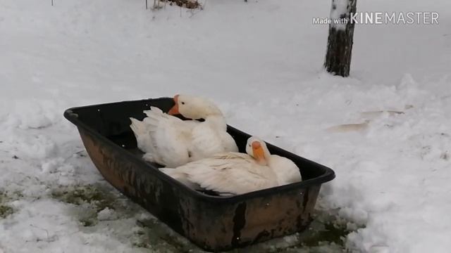 Гуси. Наконец-то БАННЫЙ ДЕНЬ! смотреть онлайн