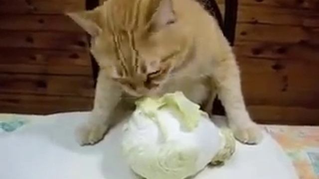 Я люблю капусту :) смотреть онлайн