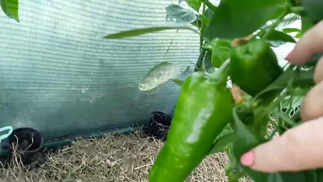 Низкая ночная температура значительно снижает урожай перца,но не нужно сдаваться.12.07.2022 смотреть онлайн