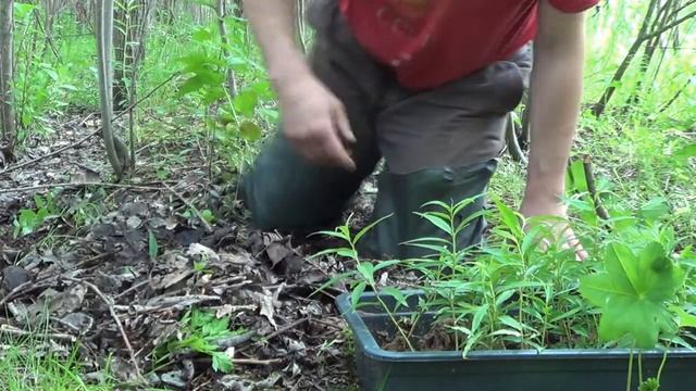 Посадка нектарина. Русский Север. смотреть онлайн