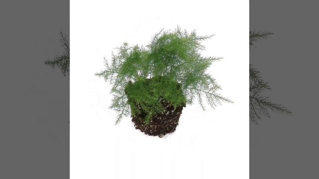 Evanthia I Asparagus Plumosus 3D смотреть онлайн