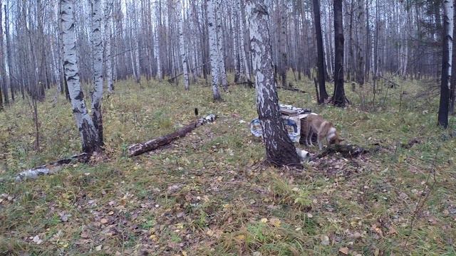 Три дня жизни в палатке смотреть онлайн