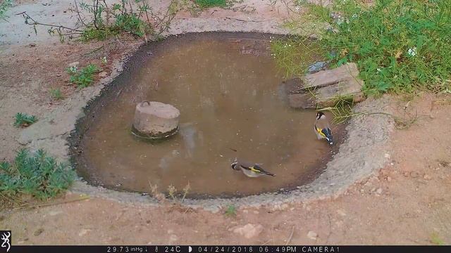 Chloris chloris Обыкновенная зеленушка Carduelis Carduelis Черноголовый щегол смотреть онлайн