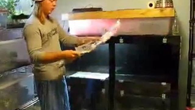 Snakelings Reptile Room - Episode 2 - Tora the Tiger Reticulated Python смотреть онлайн