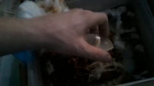 шмели в теплицах, гнездо шмелей, улей для шмелей с кормушками.