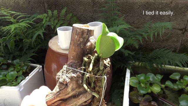 Phalaenopsis orchid beginner student tried to make it settle on the tree. смотреть онлайн