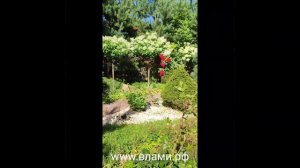 Роза Блоссом Бабблс (Blossom Bubbles) и ели из леса.