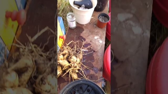 оранжерея в Ирландии смотреть онлайн