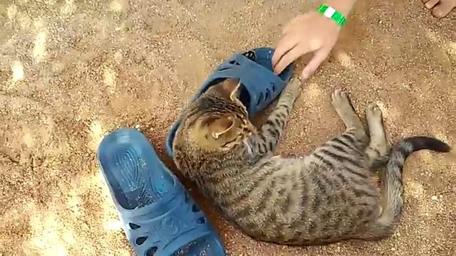 Кот, который любит резиновые тапки .-. смотреть онлайн