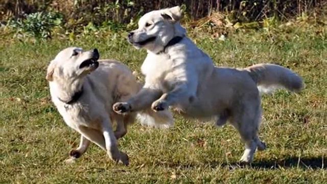 голдены, гуляем! Www.dogs585.my1.ru