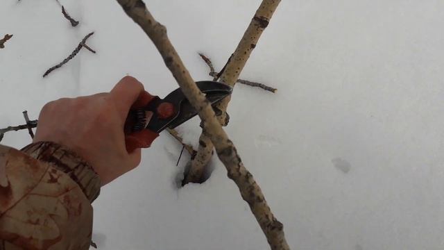 Нарезание ветвей с осины зеленой корой для сбор пыльцы смотреть онлайн