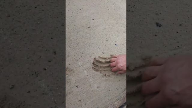 Проверка укоренения луковиц тюльпанов смотреть онлайн
