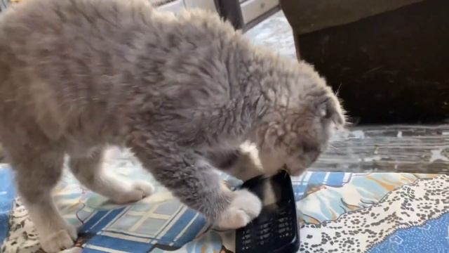 Как заслужить любовь кошки? Как подружиться с кошкой? смотреть онлайн