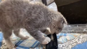 Как заслужить любовь кошки? Как подружиться с кошкой?