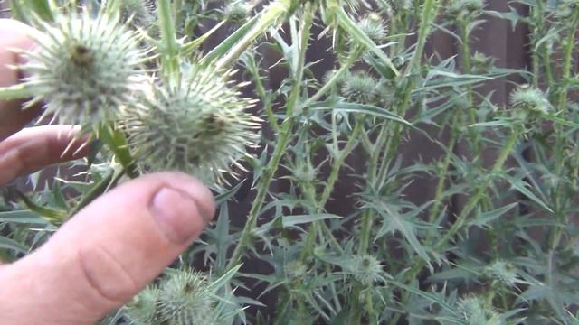 Чертополох 1 июля 2017 род растений семейства Астровые, или Сложноцветные, распространённых в Европ смотреть онлайн