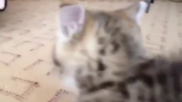 Котёнок танцует, а черепашке срать)