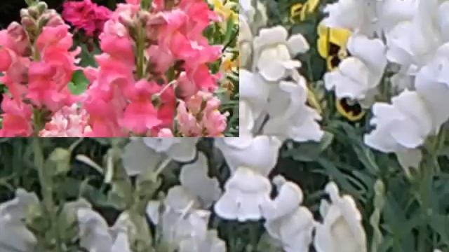 Антирринум или Львиный зев. смотреть онлайн
