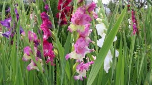 КАК ПОСАДИТЬ ГЛАДИОЛУСЫ В КАШПО? ДЕЛАЙТЕ ПРАВИЛЬНО!