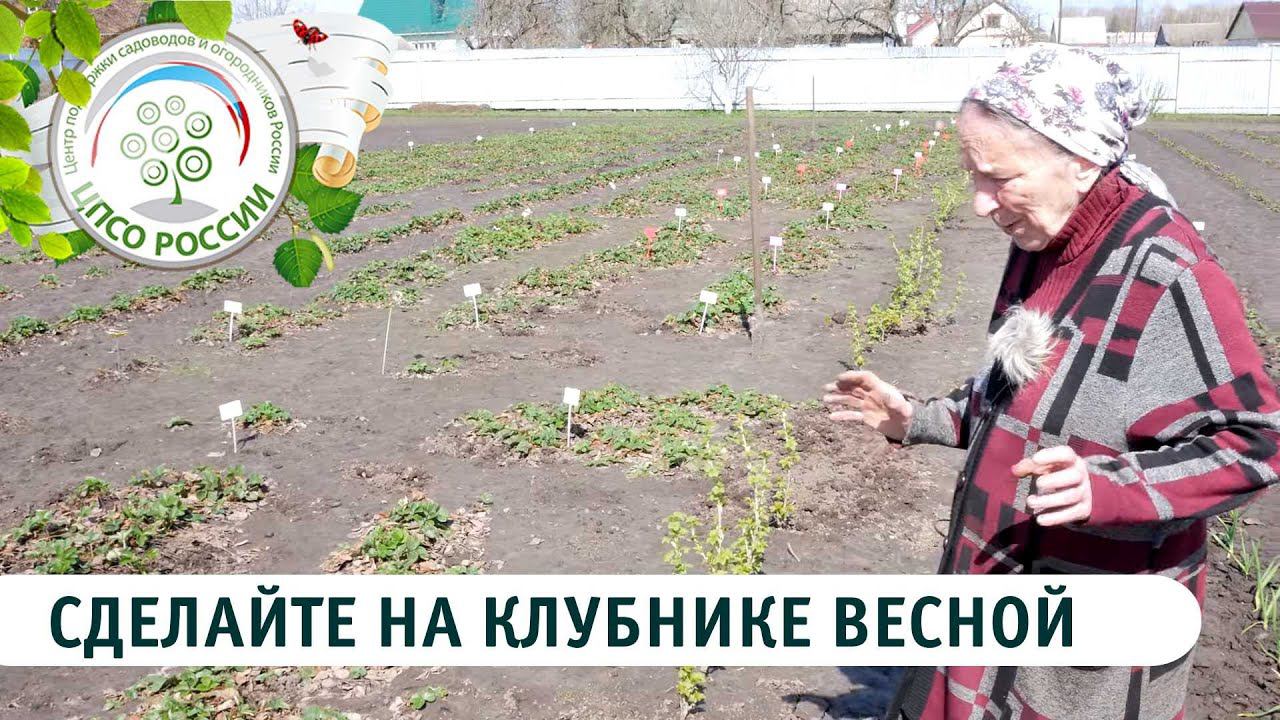 Что нужно сделать на клубнике весной. Чем подкормить клубнику весной. смотреть онлайн