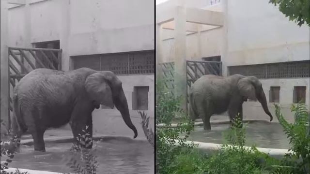beijing zoo Пекинский зоопарк смотреть онлайн
