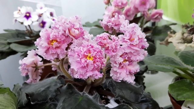 Фиалки! 22 сорта из моей коллекции с названием! Их  и -.   10 февраля 2023г.