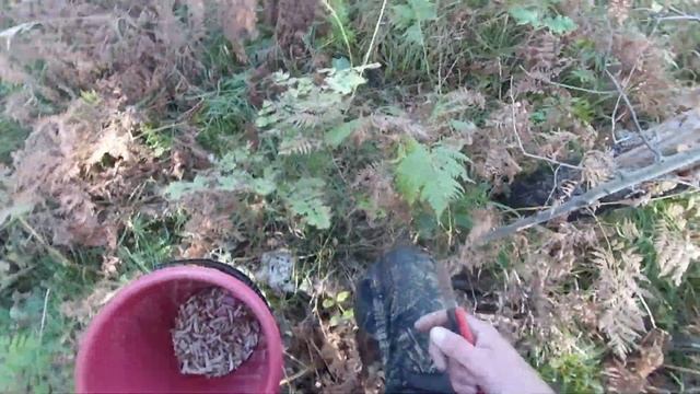 Первые опята! Как растут? Как мариновать? Проверенный рецепт! смотреть онлайн