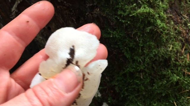 РЫЖИКИ ВЕЗДЕ! За грибами в ноябре. Трускавец. 05.11.2020. смотреть онлайн