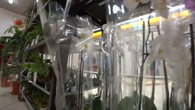 218#173 / Хобби Цветы / 10.2019 - АШАН. ФУДСИТИ (ТЁПЛЫЙ СТАН. МОСКВА). ОБЗОР смотреть онлайн