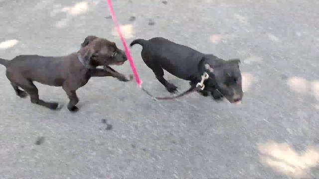 Two Pups On One Leash pt 1 смотреть онлайн
