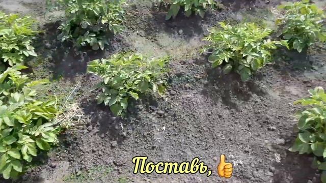 Сажать картофель правильно! смотреть онлайн