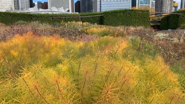 Amsonia in the Fall смотреть онлайн