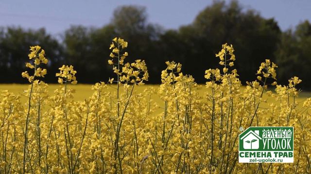 Рапс: особенности культуры