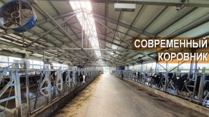Содержание КРС Голштинской породы. Устройство современного коровника. Ферма Боровецкий станъ.