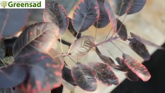 Скумпия  Royal Purple    видео обзор от Greensad