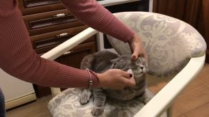 Как коту чистить глаза