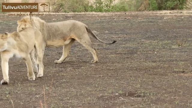 Big cats in Ngorongoro Crater Tanzania. смотреть онлайн