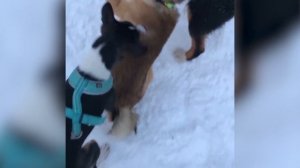 10 ВОПРОСОВ О СИБА-ИНУ (ШИБА-ИНУ). Сиба-ину агрессивные? Расскажем в видео с сиба-ину все о породе.