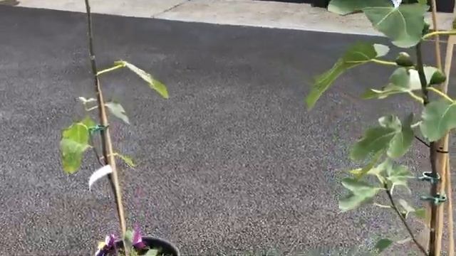 КОПАЕМ НОВЫЙ СОРТ КАРТОШКИ ? ПРОГУЛКА ПО НАШЕМУ САДУ ? OUR GARDEN September 2019 VLOG ?@Amond смотреть онлайн