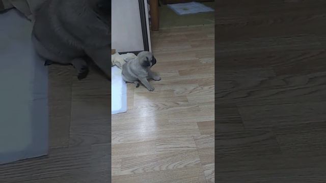 мопс непонятное поведение смотреть онлайн