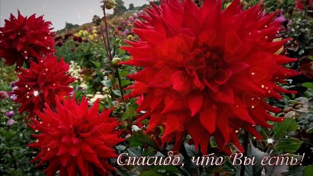 Спасибо, что Вы есть! ? Нежная музыкальная открытка моим Друзьям! смотреть онлайн