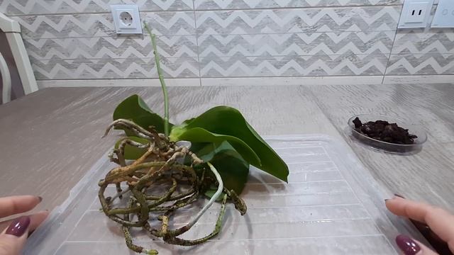 Когда в доме маленькие дети, орхидеям иногда приходится "летать". Пересадка орхидеи Liodoro. смотреть онлайн