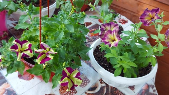 СУПЕР НАСЫЩЕННЫЕ ВЫХОДНЫЕ ?♀️/ МЕТНУЛАСЬ НА ДАЧУ ПОЛИТЬ ЦВЕТЫ?/ 1 ЧАСТЬ смотреть онлайн